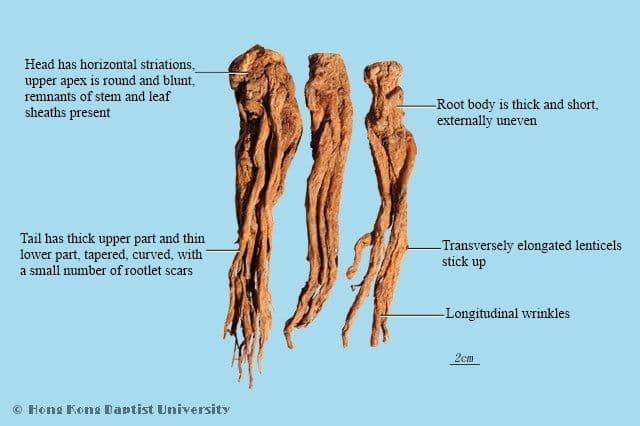 Chinese Angelica Root - HKBU