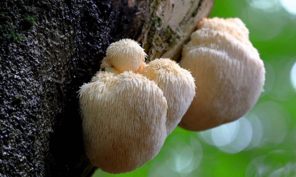 Lion's Mane Mushroom