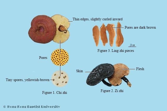 Reishi Mushroom - HKBU