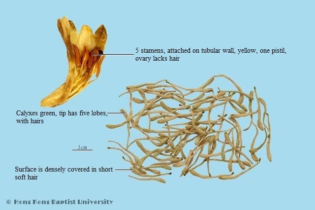 Honeysuckle Flower - HKBU