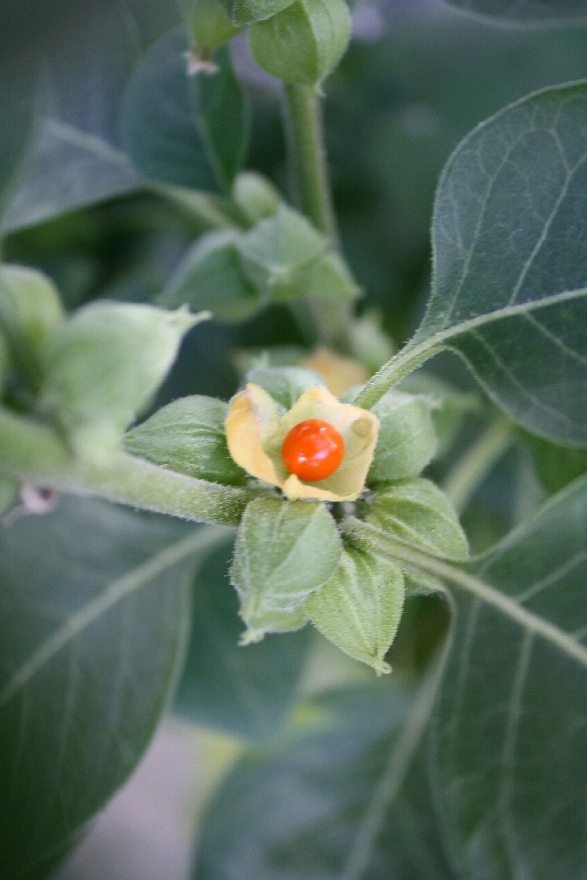 ashwagandha - Withania somnifera
