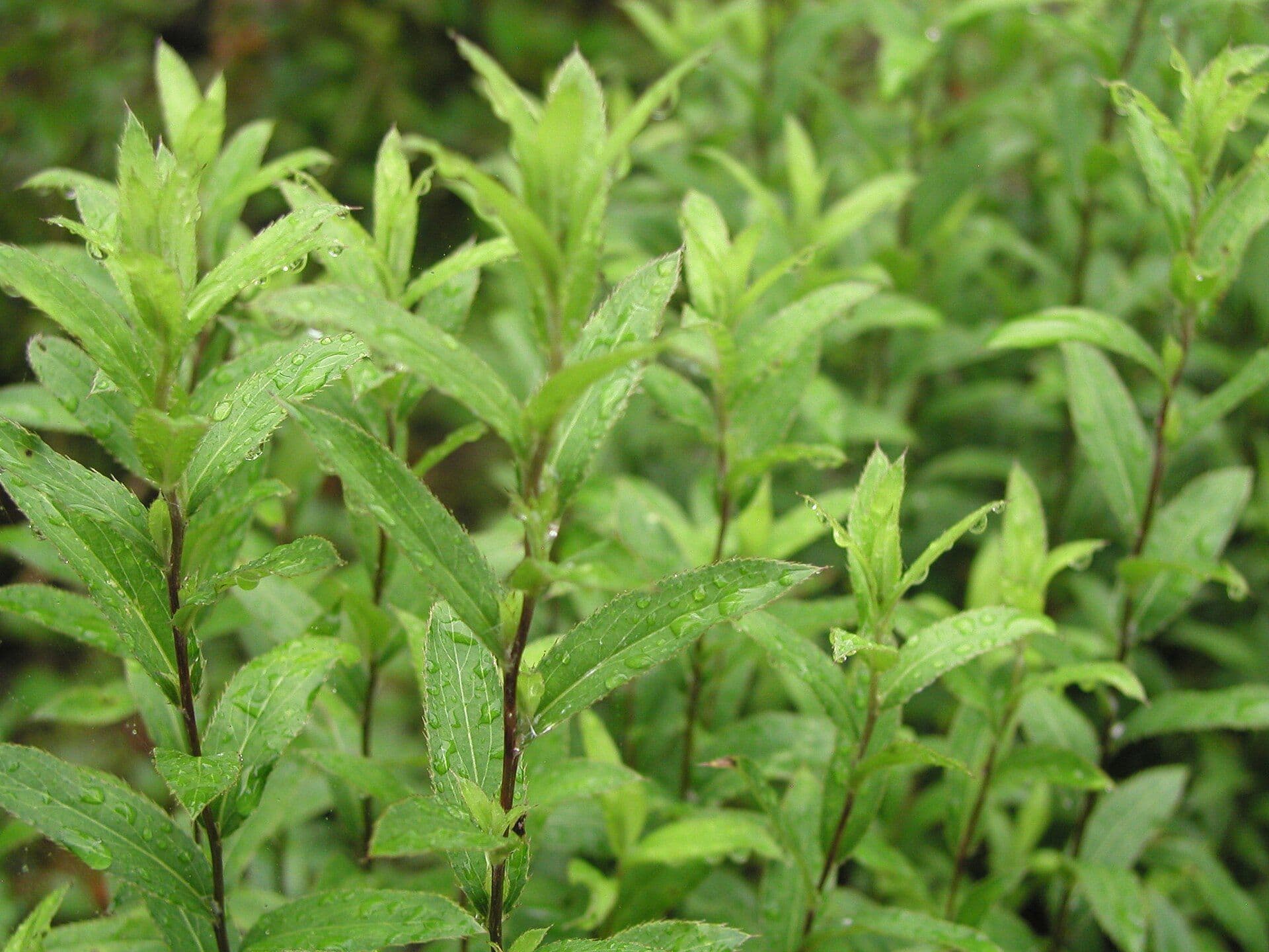 bai-zhu - Atractylodes