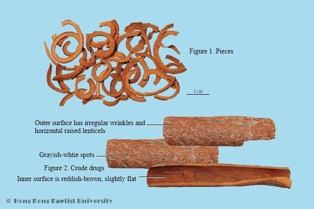 Cinnamon Bark - HKBU