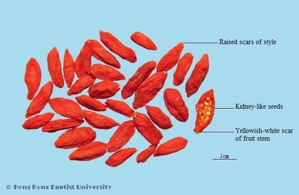 Lycium Fruit - HKBU