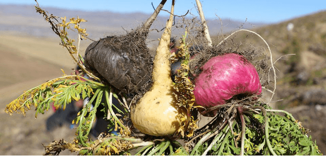 Maca (Lepidium meyenii)