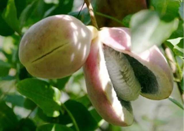 Akebia fruit (Ba Yue Zha / 八月札)