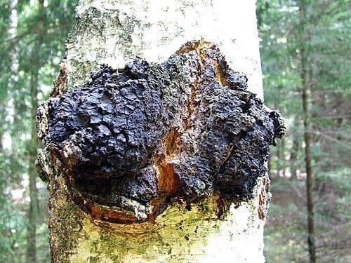 chaga - Inonotus obliquus