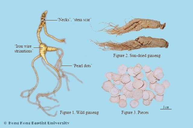 Ginseng Root - HKBU