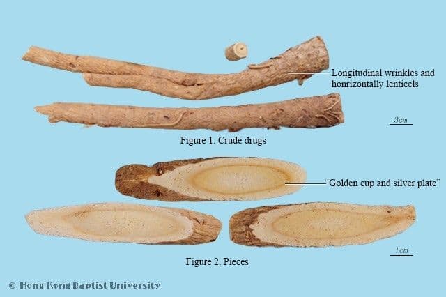 Astragalus Root - HKBU