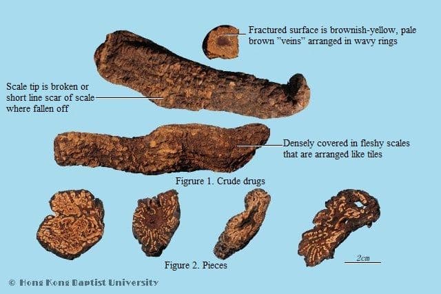 Broomrape Stem - HKBU