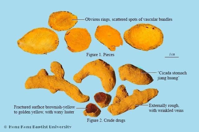 Turmeric Rhizome - HKBU