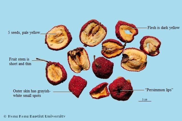 Crataegus Fruit - HKBU