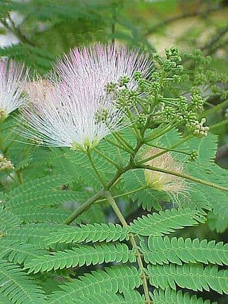 he-huan-pi - Albizia