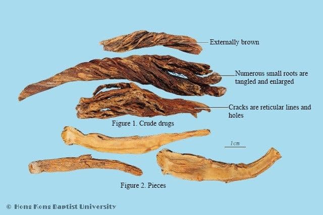 Gentiana Macrophylla Root - HKBU