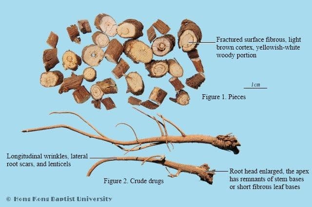 Bupleurum Root - HKBU