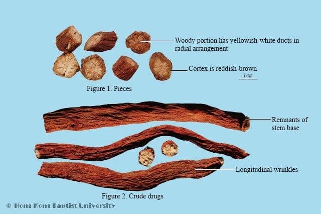 Red Sage Root - HKBU