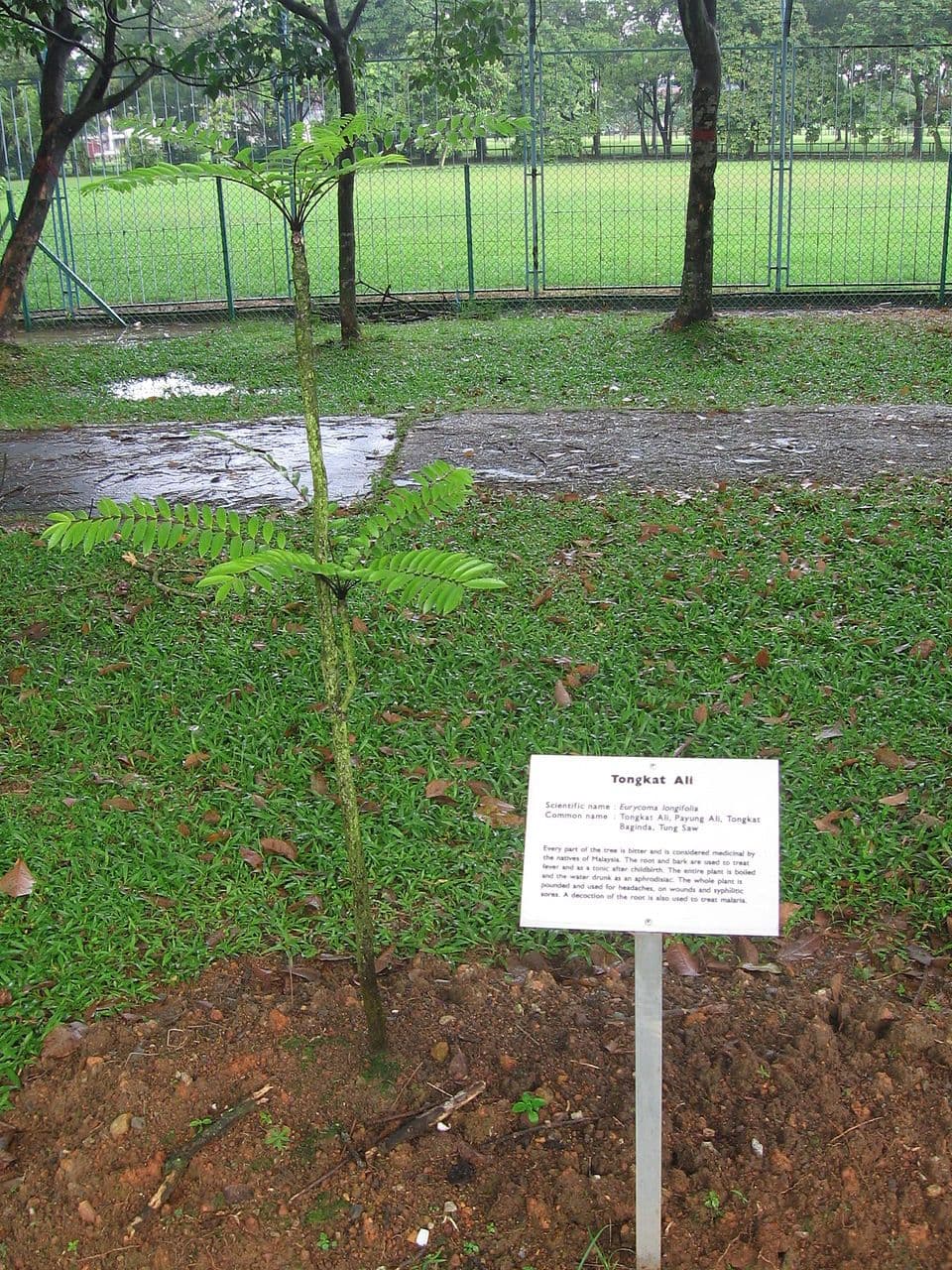 tongkat-ali - Eurycoma longifolia