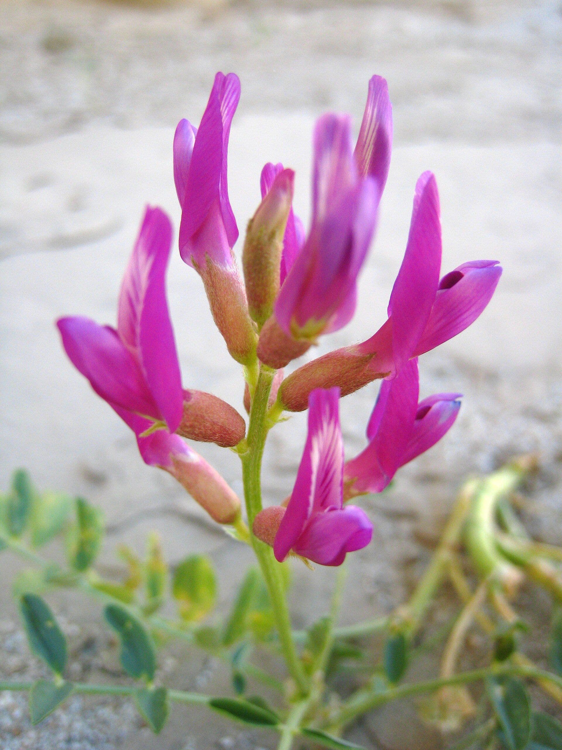 huang-qi - Astragalus (plant)
