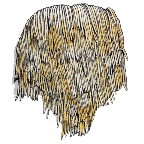 lions-mane - lions-mane
