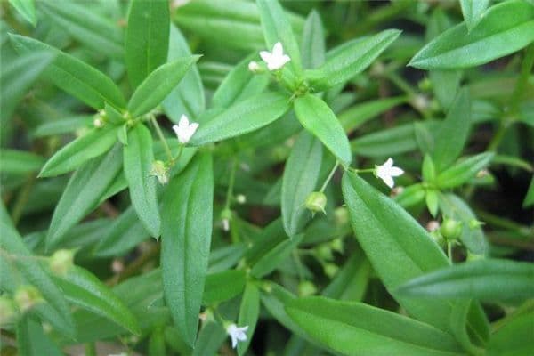 Hedyotis (Bai Hua She She Cao / 白花蛇舌草)