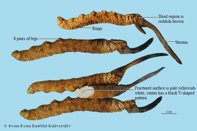 Cordyceps - HKBU