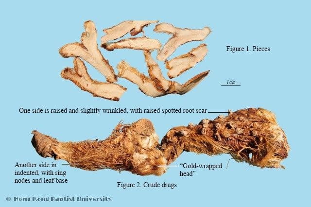 Anemarrhena Rhizome - HKBU