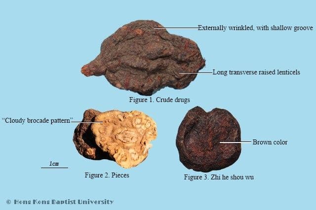 Fleeceflower Root - HKBU