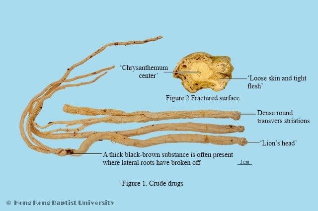 Codonopsis Root - HKBU