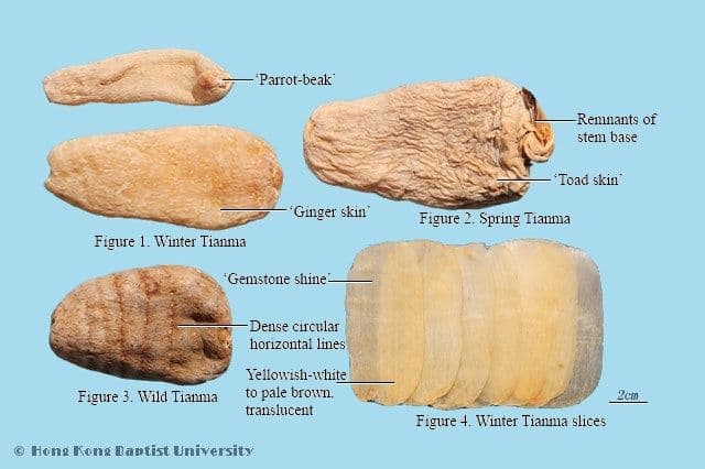 Gastrodia Rhizome - HKBU