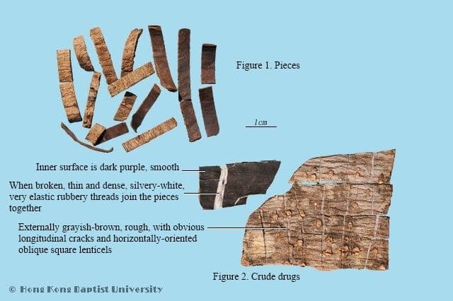 Eucommia Bark - HKBU