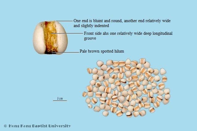 Job’s Tears Seed - HKBU