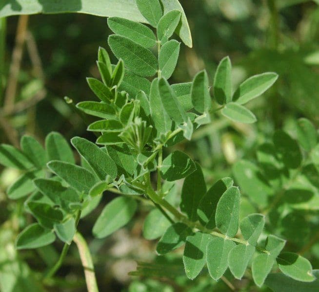 huang-qi - Astragalus mongholicus