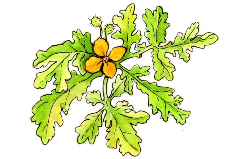 Coptis Rhizome - mskcc