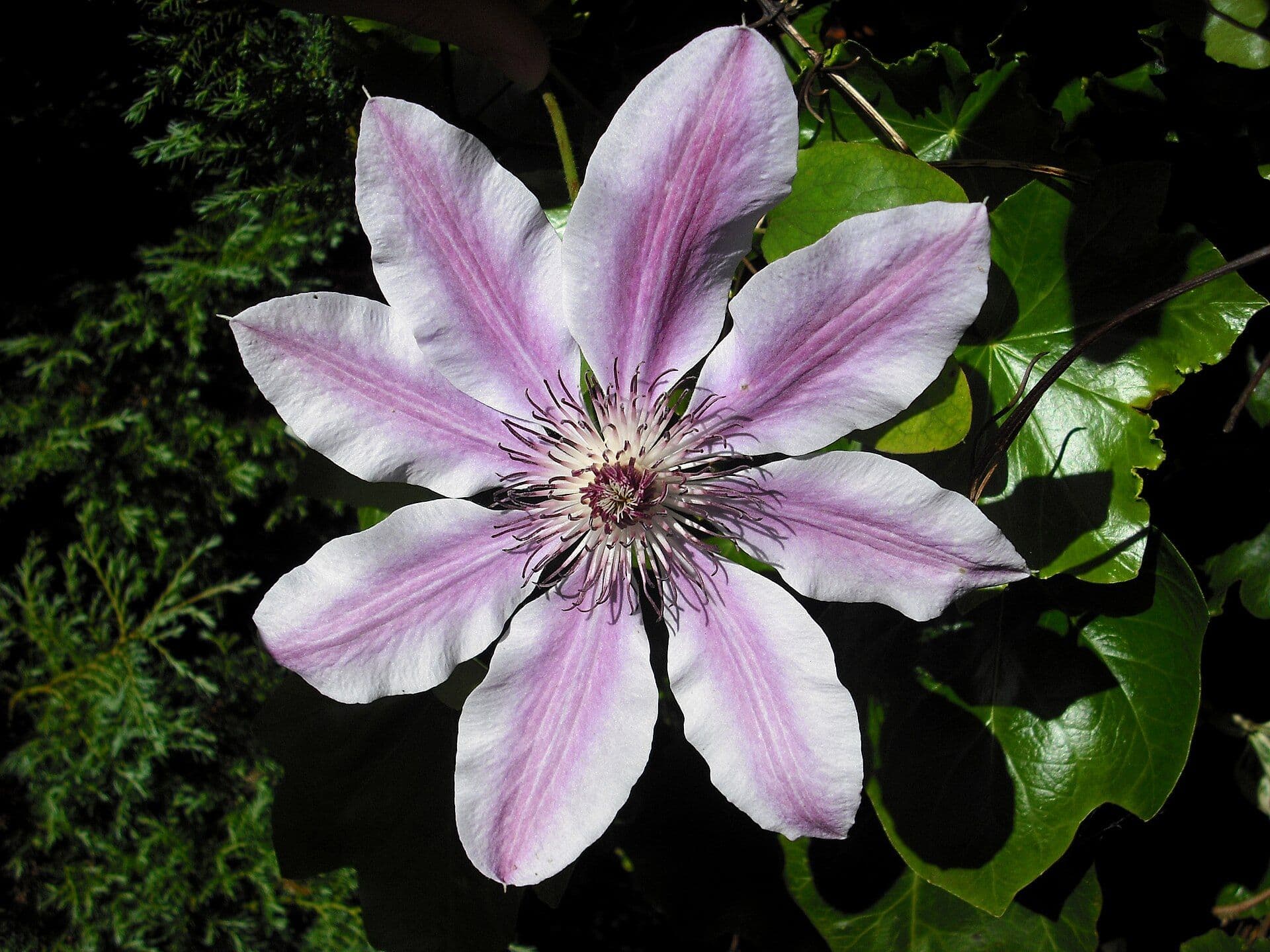 Clematis Root (previous)