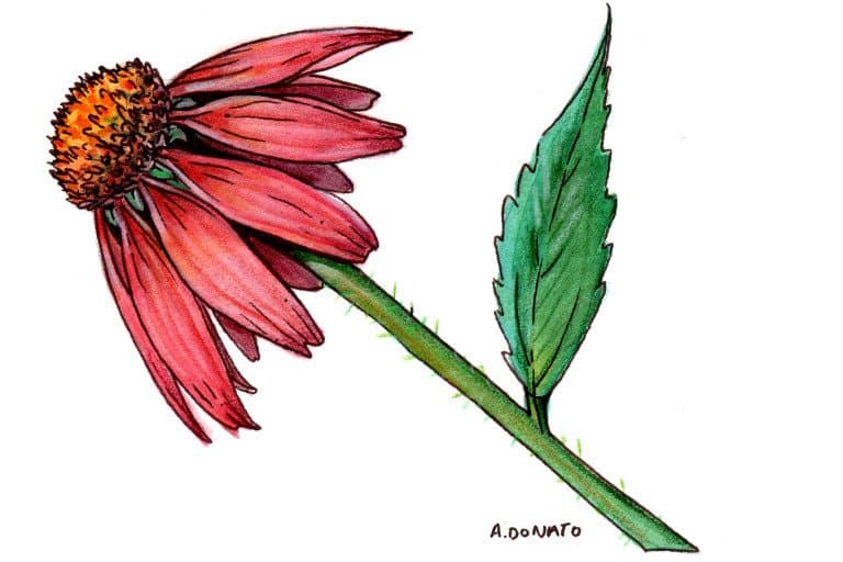 echinacea - echinacea