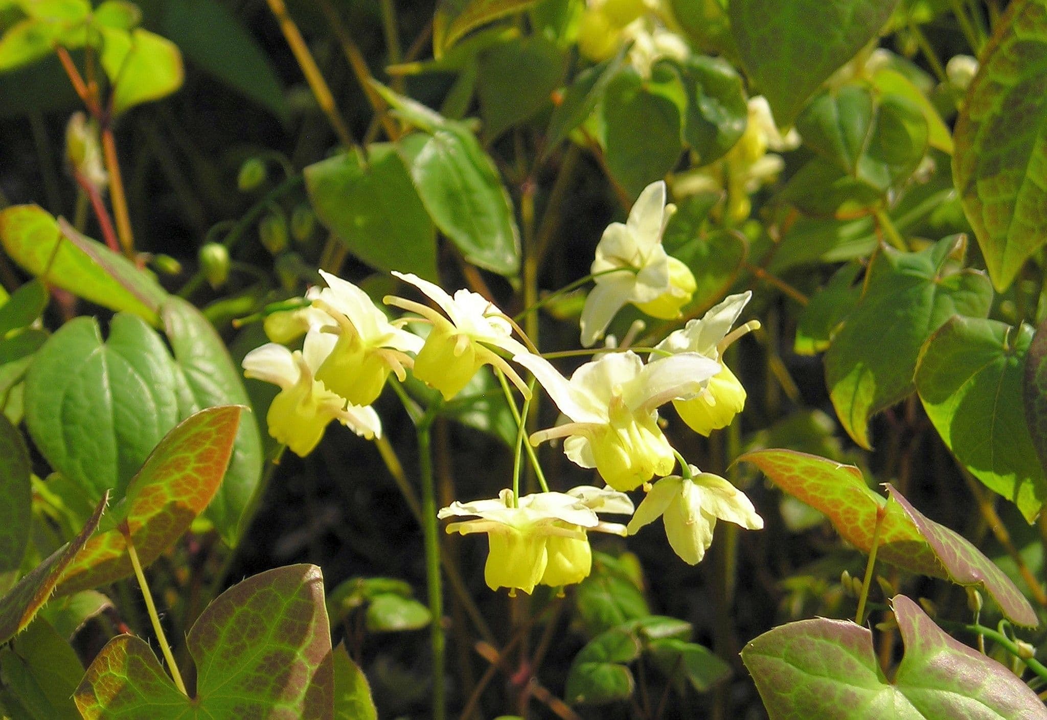 Epimedium (previous)