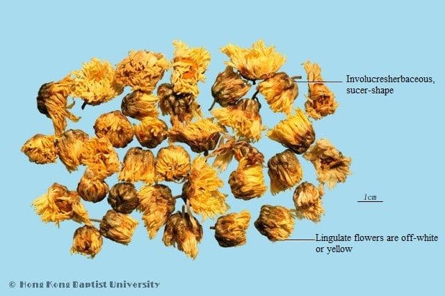Chrysanthemum Flower - HKBU