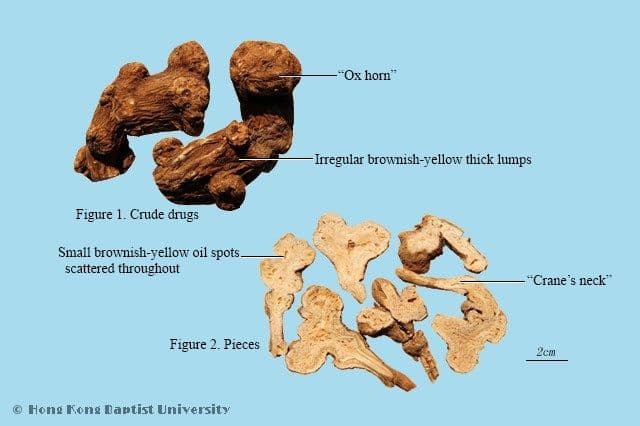 Atractylodis Rhizome - HKBU