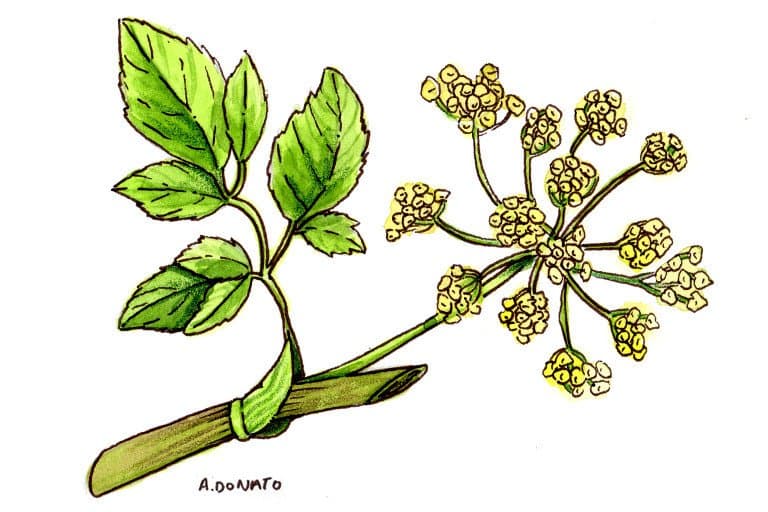 dong-quai - dong-quai