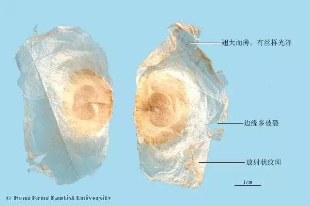 Oroxylum Seeds (Mu Hu Die / 木蝴蝶)