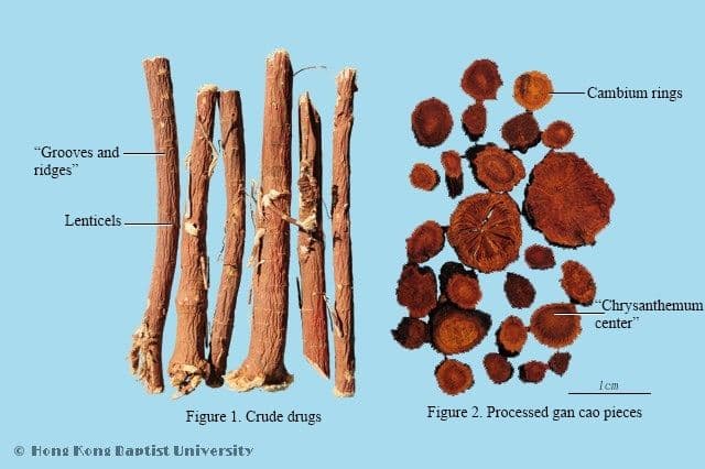 Licorice Root - HKBU