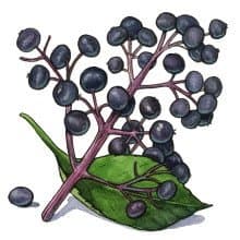 elderberry - elderberry
