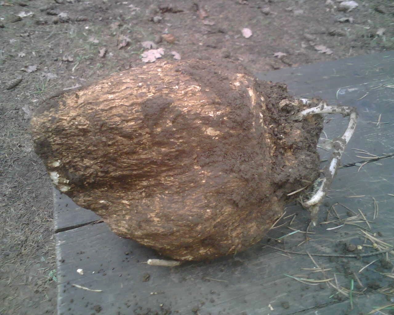 fu-ling - Wolfiporia extensa