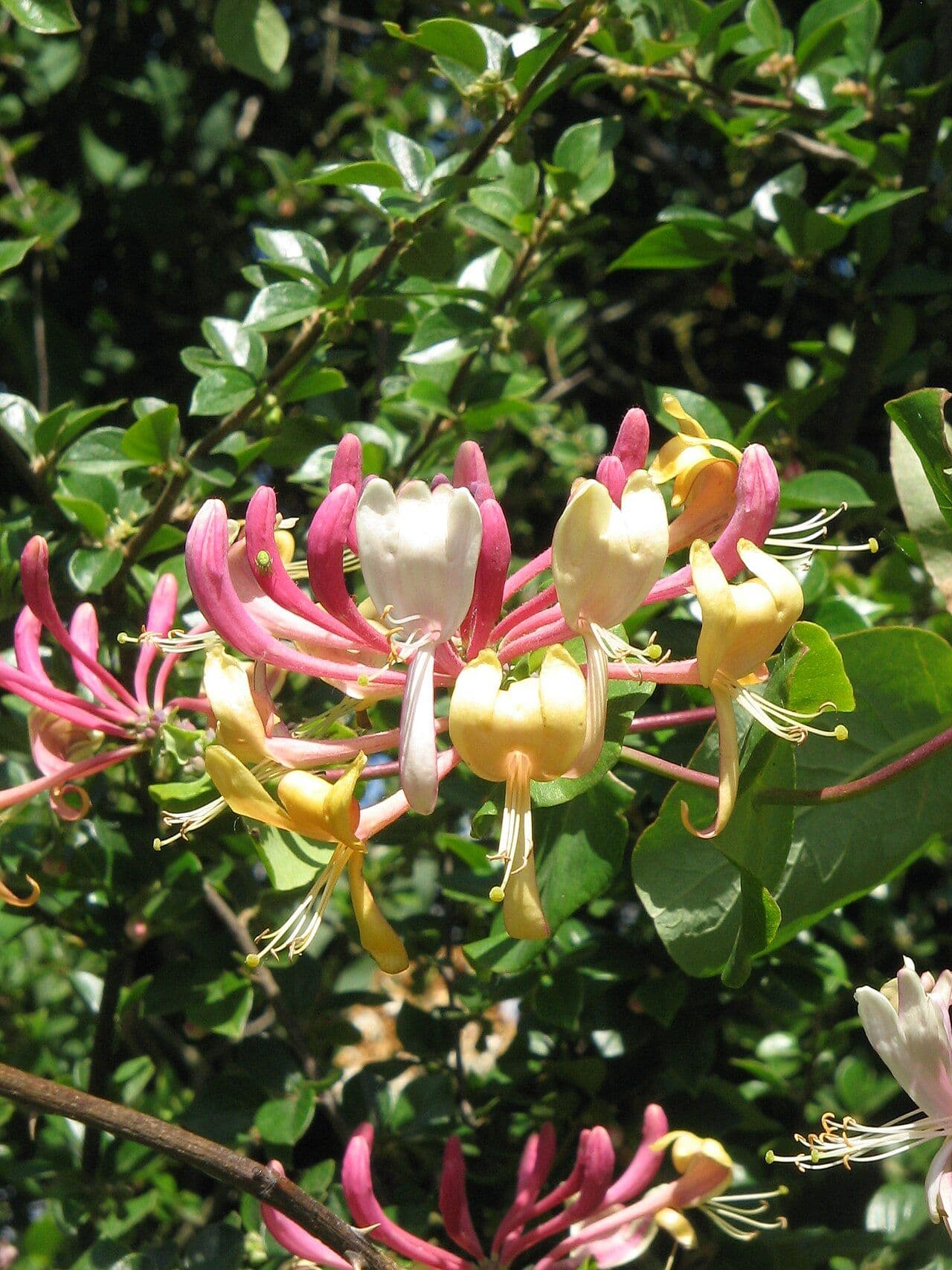 jin-yin-hua - Honeysuckle